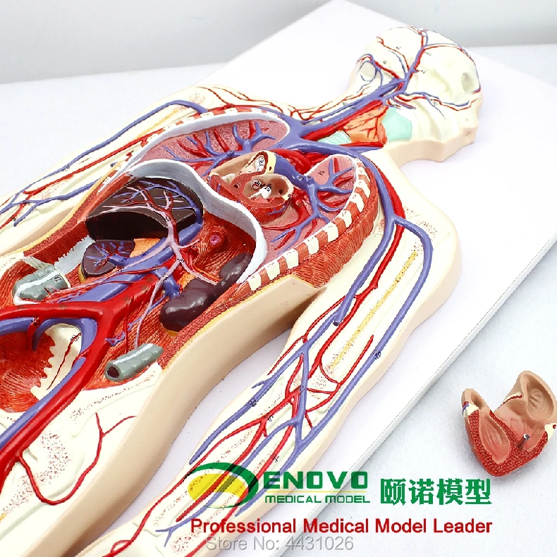 ENOVO Human. blood circulatory system model body pulmonary circulation cardiovascular interventional cardiology model
ENOVO Human. blood circulatory system model body pulmonary circulation cardiovascular interventional cardiology model