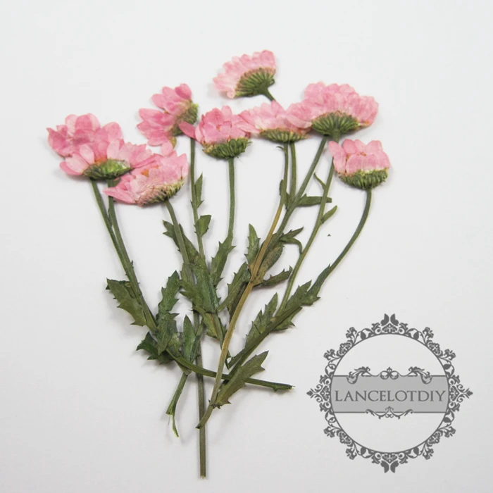 15-22mm real dry pressed flower craft dyed pink flower for DIY glass dome resin filling 1503069
15-22mm real dry pressed flower craft dyed pink flower for DIY glass dome resin filling 1503069