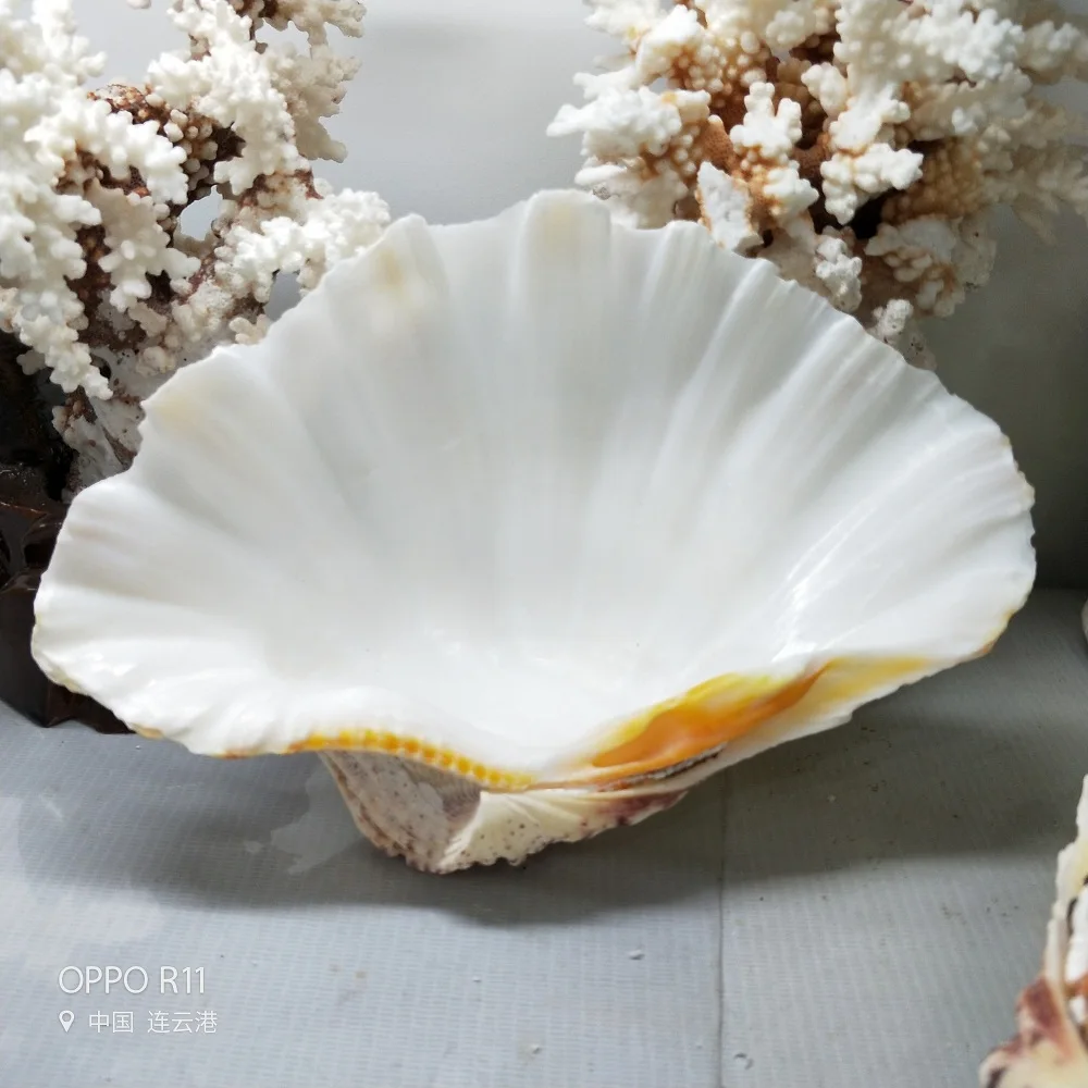 Natural Crystal Stone Quartz mineral Conch Sea Beach Shells Crafts Seashells Aquarium Decor Photo Props
Natural Crystal Stone Quartz mineral Conch Sea Beach Shells Crafts Seashells Aquarium Decor Photo Props