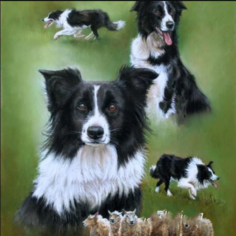 5D Diy Diamond Embroidery Border Collie Sheep Mosaic Full Square Watercolor Cross Stitch Diamond Painting Cute Black Dog Animals
5D Diy Diamond Embroidery Border Collie Sheep Mosaic Full Square Watercolor Cross Stitch Diamond Painting Cute Black Dog Animals