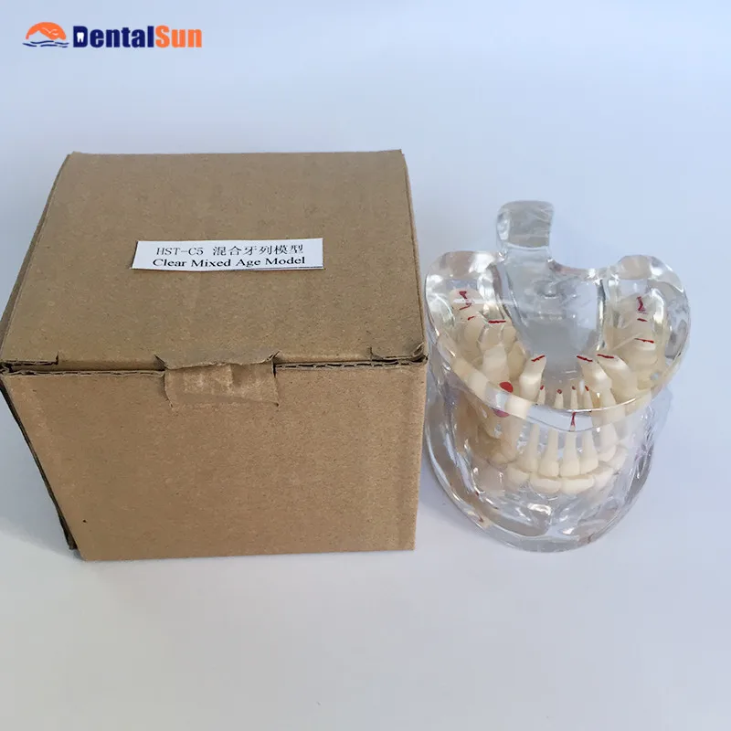 Dental Orthodontic Model/Clear Mixed Age model Orthodontic Teeth Model HST-C5
Dental Orthodontic Model/Clear Mixed Age model Orthodontic Teeth Model HST-C5