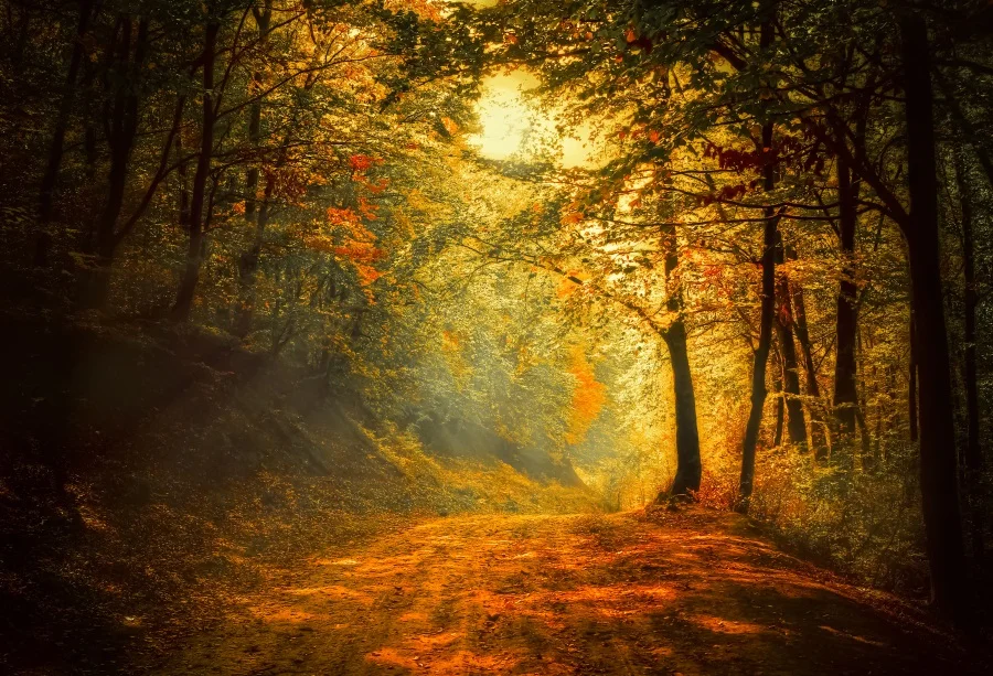 Laeacco Dusk Forest Trees Pathway Landscape Photo Backgrounds Customized Digital Photography Backdrops For Photo Studio
Laeacco Dusk Forest Trees Pathway Landscape Photo Backgrounds Customized Digital Photography Backdrops For Photo Studio
