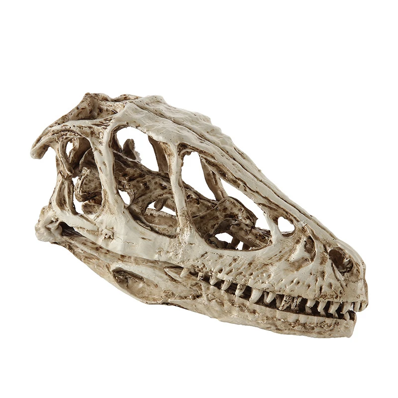 Pirate dragon skull model bibcock bone model dinosaur skull model skeleton skull resin Skull KLGT016
Pirate dragon skull model bibcock bone model dinosaur skull model skeleton skull resin Skull KLGT016