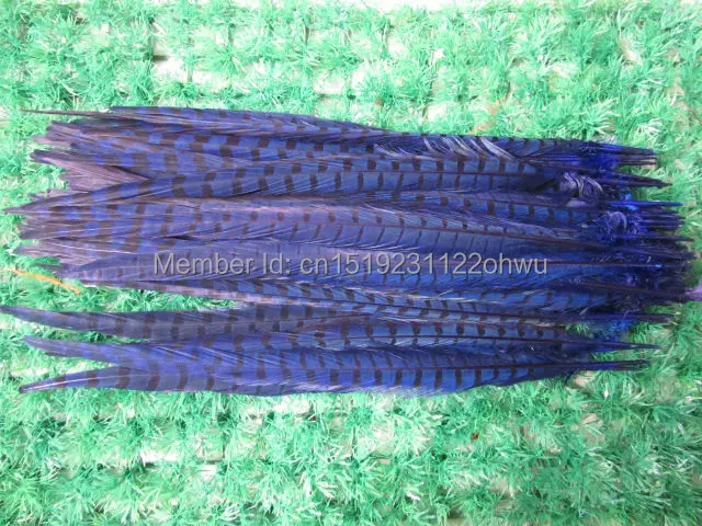 Wholesale 100 pcs beautiful sapphire Pheasant Feather 14-16 inches 35-40 cm free shipping
Wholesale 100 pcs beautiful sapphire Pheasant Feather 14-16 inches 35-40 cm free shipping