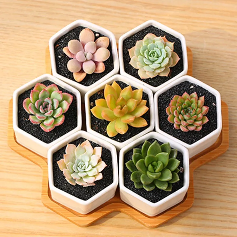 New White Porcelain Flower Pot Creative Succulent Ceramic Simple Korean Flower Stand Combination Succulent Plants Potted Desktop
New White Porcelain Flower Pot Creative Succulent Ceramic Simple Korean Flower Stand Combination Succulent Plants Potted Desktop