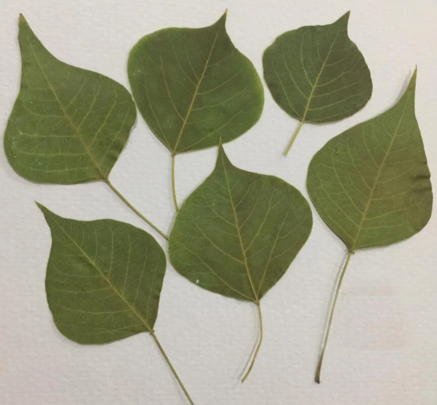 100pcs Pressed Dried Sapium sebiferum (L.) Roxb Leaf Leaves For Jewelry Postcard Phone Case Craft DIY Accessories
100pcs Pressed Dried Sapium sebiferum (L.) Roxb Leaf Leaves For Jewelry Postcard Phone Case Craft DIY Accessories