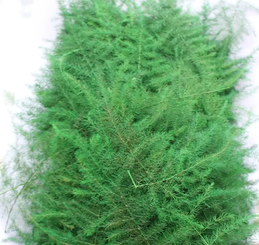 120pcs Pressed Dried Asparagus Fern Flower Plants Herbarium For Jewelry Making Postcard Frame Phone Case Craft DIY
120pcs Pressed Dried Asparagus Fern Flower Plants Herbarium For Jewelry Making Postcard Frame Phone Case Craft DIY
