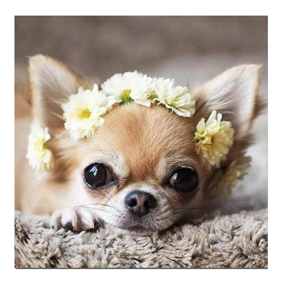 New Full Square 5D Diy Diamond Painting Cute Dog Diamond Embroidery Cross Stitch Rhinestone Diamond Mosaic Home decor gift
New Full Square 5D Diy Diamond Painting Cute Dog Diamond Embroidery Cross Stitch Rhinestone Diamond Mosaic Home decor gift
