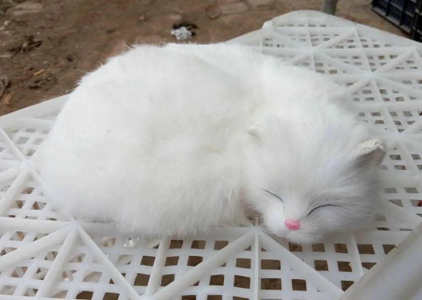 Новая белая имитация кошки из смолы и меха, красивая Спящая кошка, модель, подарок, около 27x21 см 1098
Новая белая имитация кошки из смолы и меха, красивая Спящая кошка, модель, подарок, около 27x21 см 1098