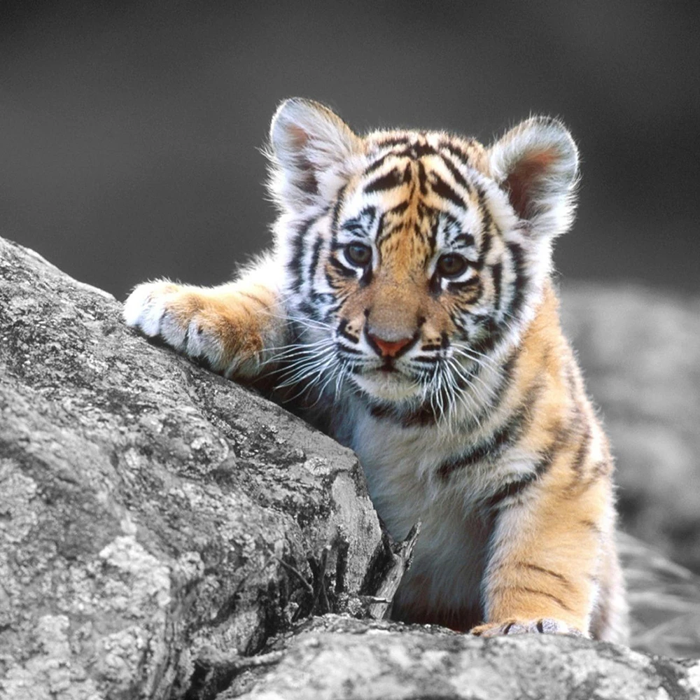 Diamond Painting Small Tiger Full Drill Mosaic DIY Diamond Painting Cross Stitch Embroidery Home Decorative Craft
Diamond Painting Small Tiger Full Drill Mosaic DIY Diamond Painting Cross Stitch Embroidery Home Decorative Craft