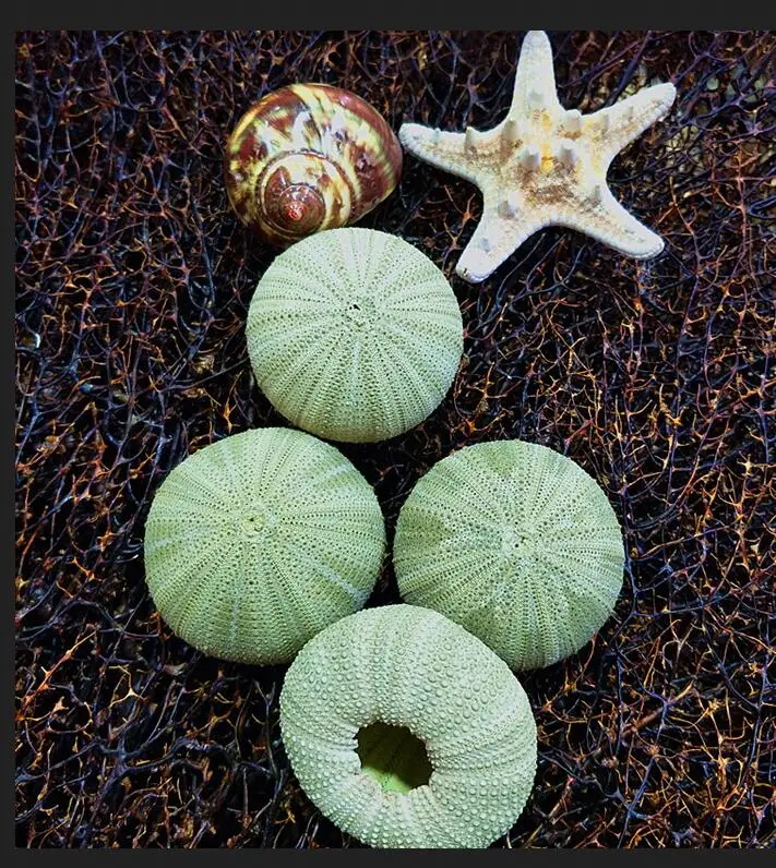 set Suit Characteristic tourist area handicraft pure natural shell conch home decoration air pineapple green sea urchin Home
set Suit Characteristic tourist area handicraft pure natural shell conch home decoration air pineapple green sea urchin Home