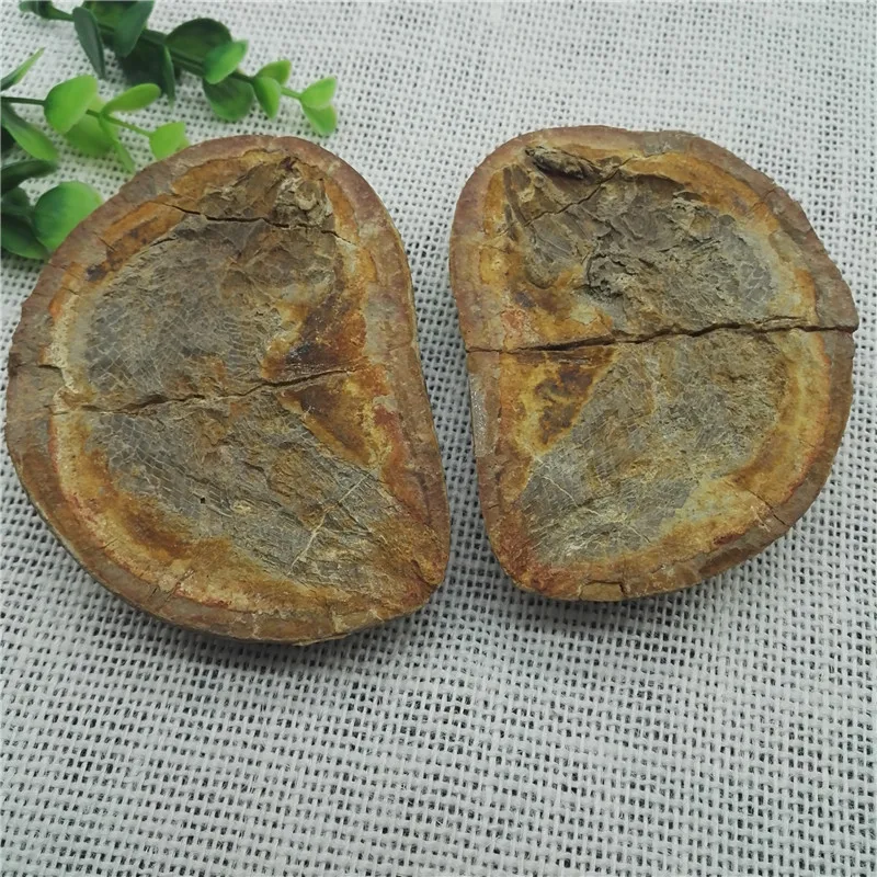 Обе стороны рыбы хорошо сохраненные миллиона лет кости рыбы энергии Рейки ихтиолит коллекция 
Обе стороны рыбы хорошо сохраненные миллиона лет кости рыбы энергии Рейки ихтиолит коллекция