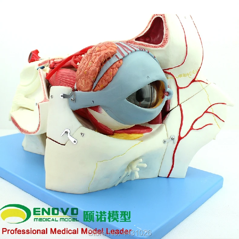 ENOVO Human body sensory apparatus eyeball anatomical model eye tissue model eye medicine eyelid tear gland
ENOVO Human body sensory apparatus eyeball anatomical model eye tissue model eye medicine eyelid tear gland