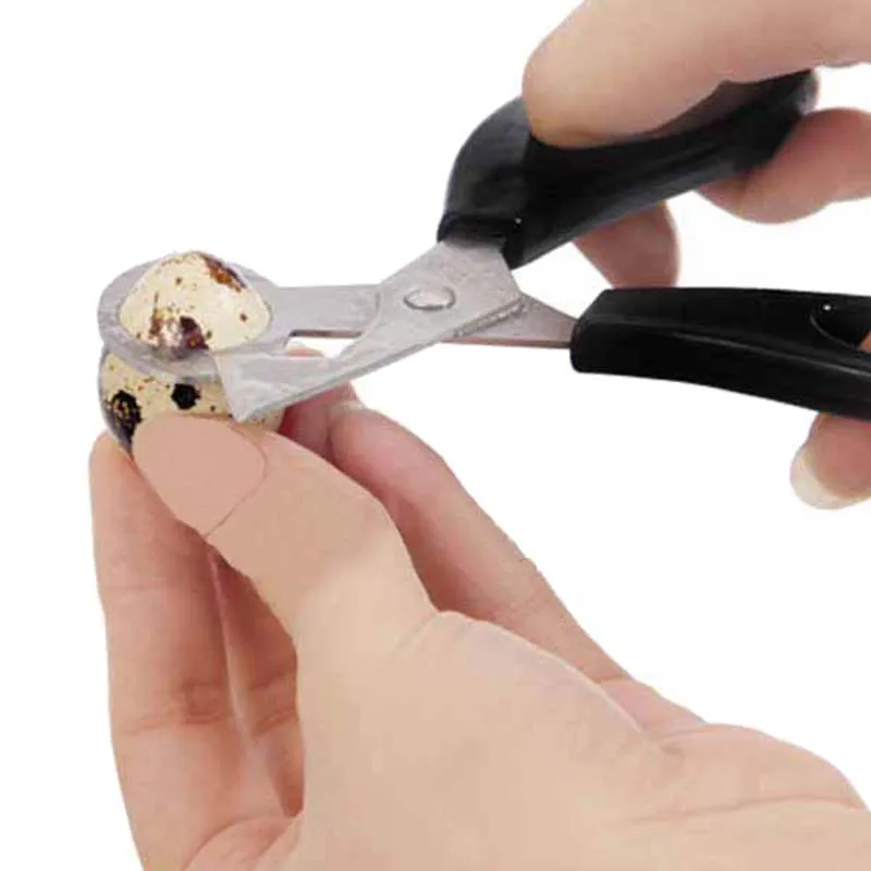 1PCS High Quality Stainless Steel Quail Egg Scissors Bird Egg Scissors Egg Cutters Eggshell Cutters Egg Opener Kitchen Scissors
1PCS High Quality Stainless Steel Quail Egg Scissors Bird Egg Scissors Egg Cutters Eggshell Cutters Egg Opener Kitchen Scissors