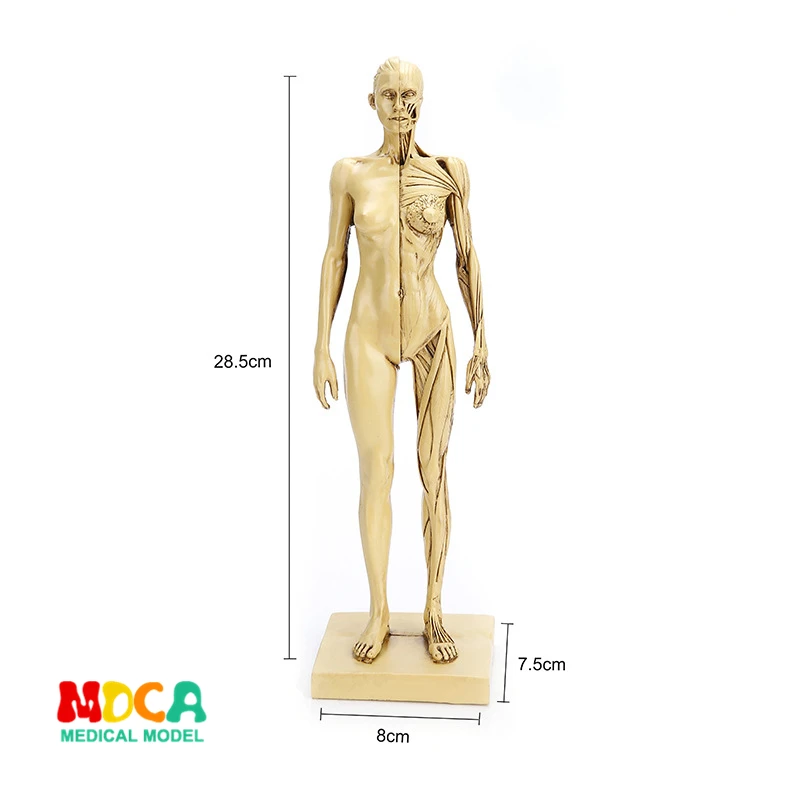 Drawing of life in art studio simulation of female skeleton whole body muscle structure still life sketch teaching model RTSM105
Drawing of life in art studio simulation of female skeleton whole body muscle structure still life sketch teaching model RTSM105