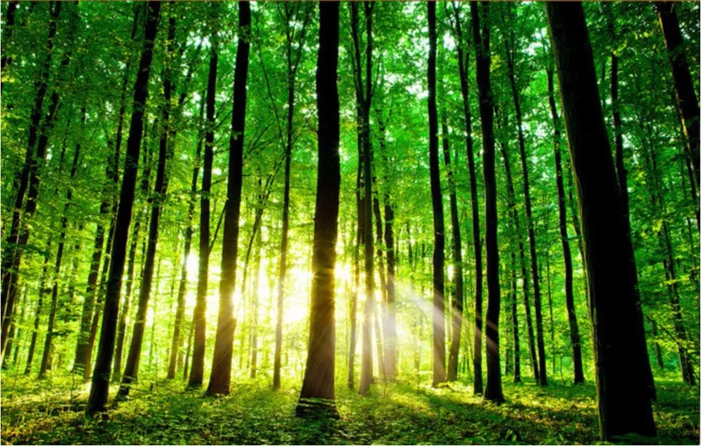 Custom mural photo 3d room wallpaper The sun tree forest home decoration picture painting 3d wall murals wallpaper for wall 3 d
Custom mural photo 3d room wallpaper The sun tree forest home decoration picture painting 3d wall murals wallpaper for wall 3 d