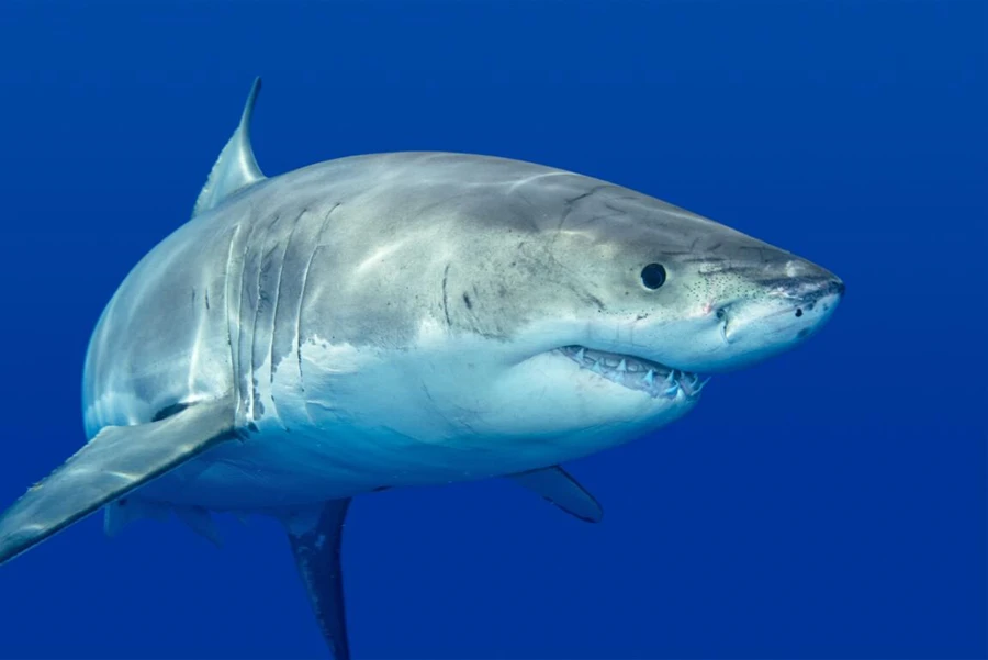 Sharks Animals wallpaper spapel de parede, hotel bar living room sofa TV background kids room 3d wallpaper
Sharks Animals wallpaper spapel de parede, hotel bar living room sofa TV background kids room 3d wallpaper