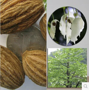 Оптовая продажа качество семена d. Involucrata семян псевдоним воды груша цветет