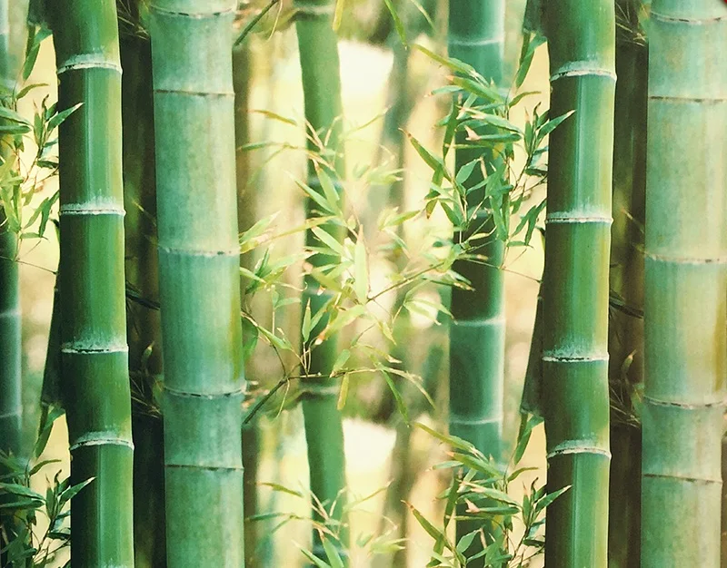 Privacy Stained Glass Decorative Window Film Vinyl Static Cling Home decor Self Adhesive Decoration Green bamboo
Privacy Stained Glass Decorative Window Film Vinyl Static Cling Home decor Self Adhesive Decoration Green bamboo