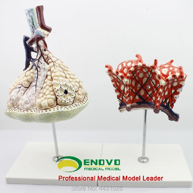 ENOVO The anatomical structure model of human lung segments in the respiratory system of pulmonary alveolar amplification model
ENOVO The anatomical structure model of human lung segments in the respiratory system of pulmonary alveolar amplification model