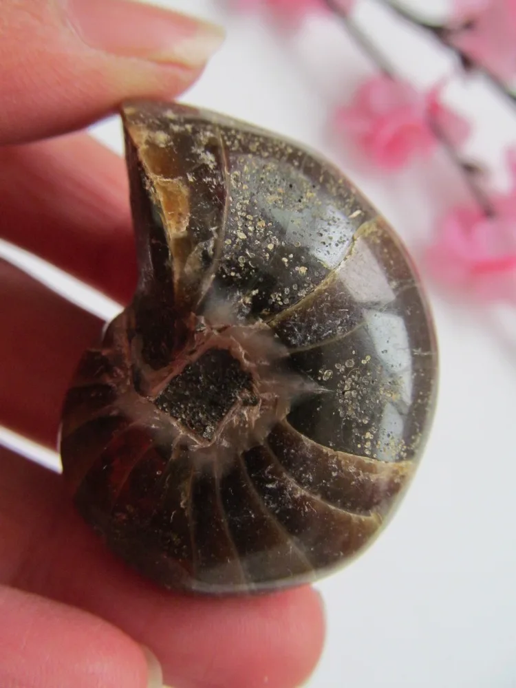 30-50g Natural Pearly Nautilus Ore Crystal Conch Specimens Healing Unique Home Decorations Furnishing Articles Crafts Collection
30-50g Natural Pearly Nautilus Ore Crystal Conch Specimens Healing Unique Home Decorations Furnishing Articles Crafts Collection
