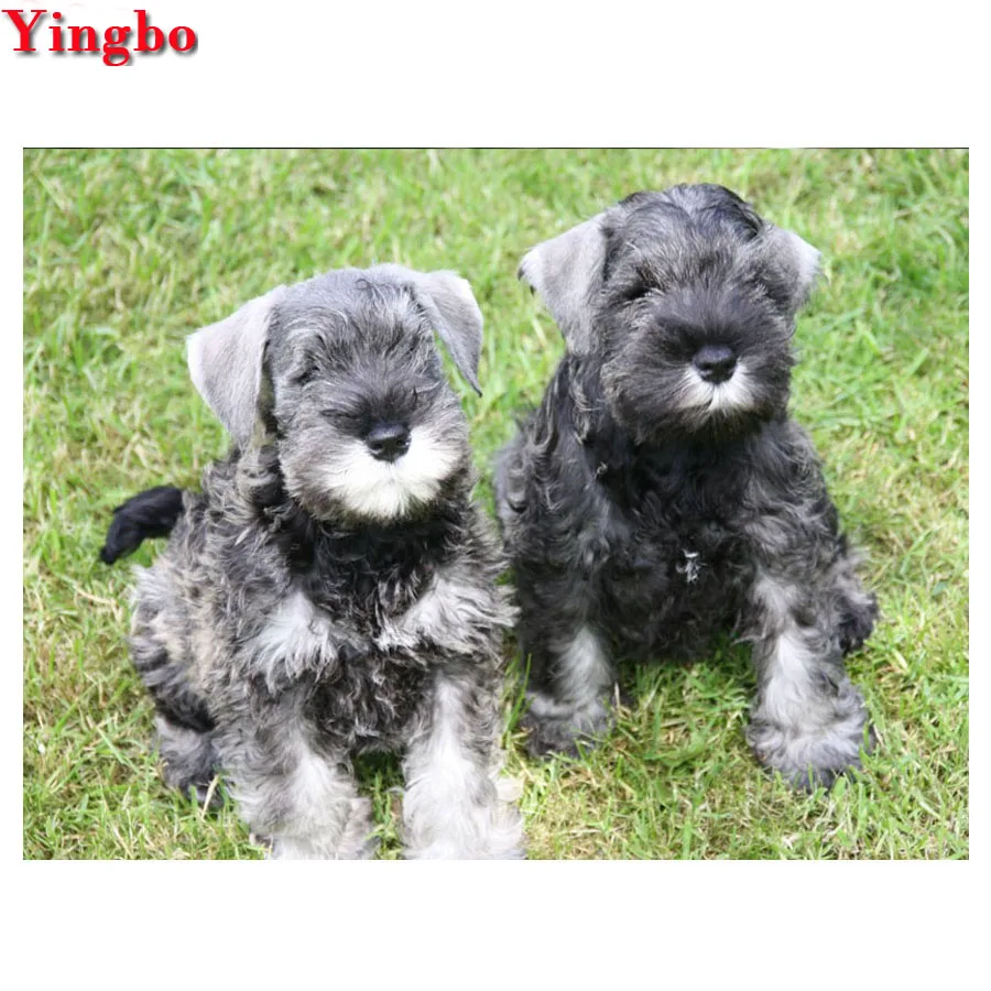 full square round diamond embroidery schnauzer Dog 5d diy diamond painting cross stitch animal Mosaic Painting Living wall art
full square round diamond embroidery schnauzer Dog 5d diy diamond painting cross stitch animal Mosaic Painting Living wall art