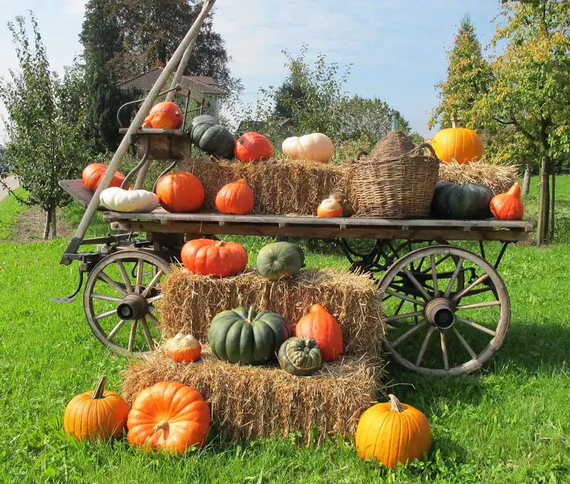 5x7 Halloween Photography Backdrop Background Cloth Digital Vinyl Photo Background Studio Props Pumpkin Backdrops
5x7 Halloween Photography Backdrop Background Cloth Digital Vinyl Photo Background Studio Props Pumpkin Backdrops