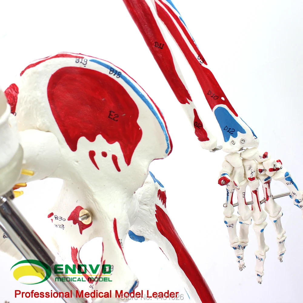 ENOVO Medical 170CM human.skeleton model musculoskeletal specimen anatomy spine Department of orthopedics teaching aids
ENOVO Medical 170CM human.skeleton model musculoskeletal specimen anatomy spine Department of orthopedics teaching aids
