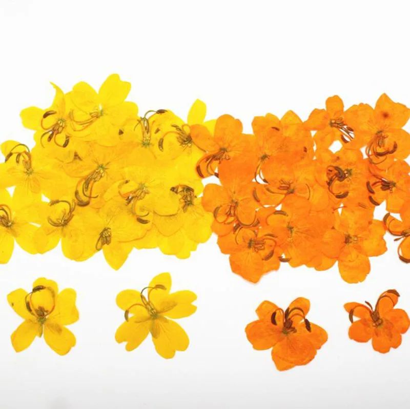 120pcs Dried Pressed Yellow/Orange Cassia Flower Plants Herbarium For Jewelry Postcard Phone Case Bookmark Scarpbooking Making
120pcs Dried Pressed Yellow/Orange Cassia Flower Plants Herbarium For Jewelry Postcard Phone Case Bookmark Scarpbooking Making
