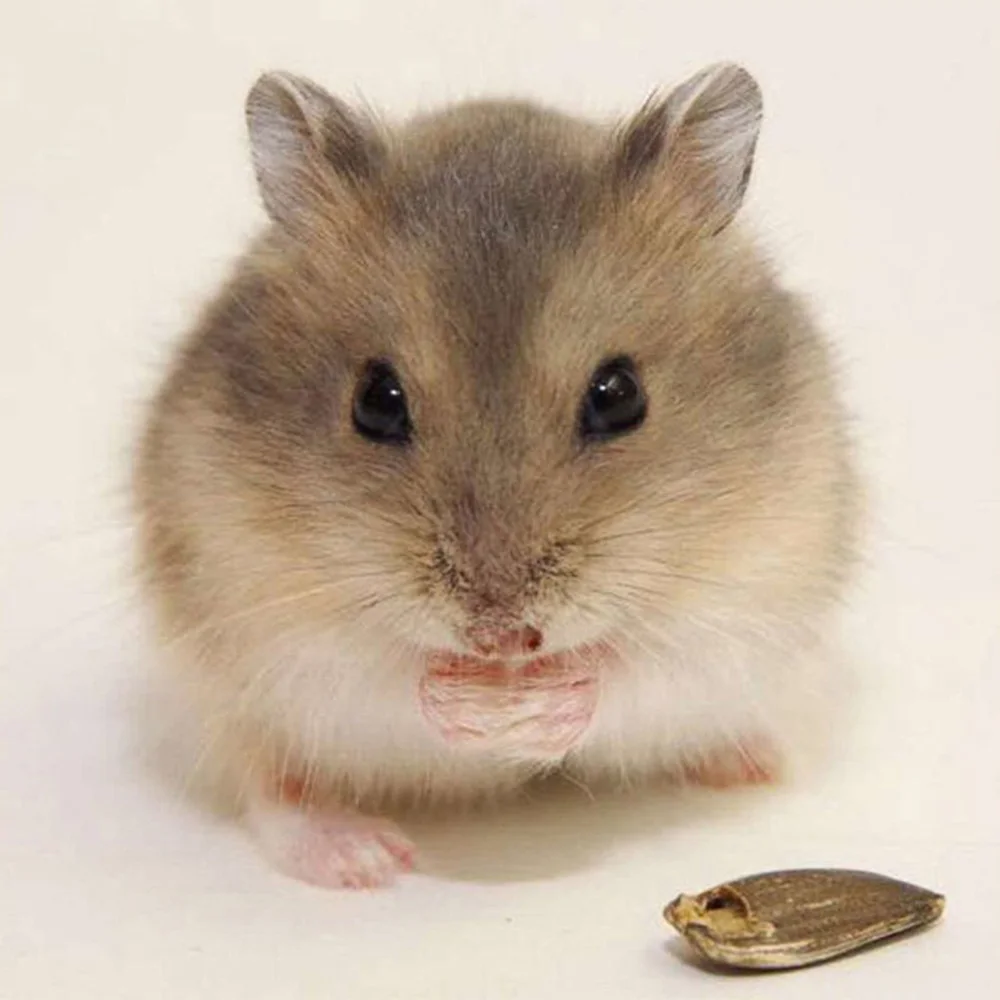 Fuyun 5D Diamond Painting Full Round Cute Hamster Picture Of Rhinestones Embroidery Sale Diamond Mosaic Cross Stitch Home Decor
Fuyun 5D Diamond Painting Full Round Cute Hamster Picture Of Rhinestones Embroidery Sale Diamond Mosaic Cross Stitch Home Decor