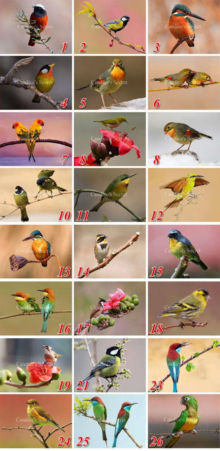 3D NEW DIY Diamond Painting Animal Diamond Needlework Crafts Best Full Diamond Embroidery Nature Birds &Flowers Home Decor
3D NEW DIY Diamond Painting Animal Diamond Needlework Crafts Best Full Diamond Embroidery Nature Birds &Flowers Home Decor