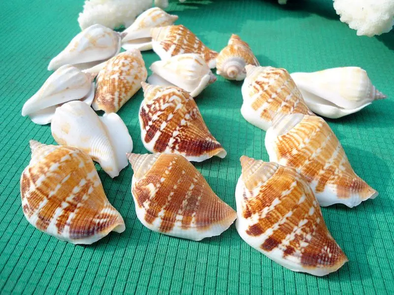 HappyKiss 5pcs Natural bottles household table fish tank conch DIY manual material stick a wall decoration shells
HappyKiss 5pcs Natural bottles household table fish tank conch DIY manual material stick a wall decoration shells
