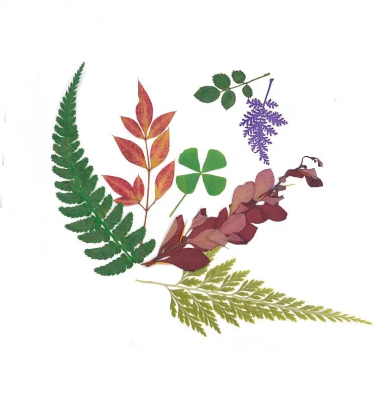 100pcs Pressed Dried Mixed Leaf Leaves Plants Herbarium DIY Material Jewelry Postcard Phone Case Scrapbook Making Accessories
100pcs Pressed Dried Mixed Leaf Leaves Plants Herbarium DIY Material Jewelry Postcard Phone Case Scrapbook Making Accessories