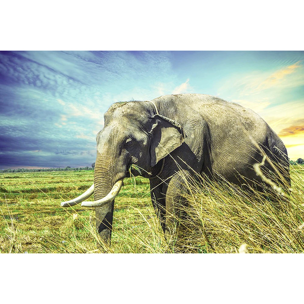 Full Round 5D DIY Diamond Painting Diamond Mosaic Diamond Embroidery Grassland Elephant Handmade Hobby Home Decorative Gift
Full Round 5D DIY Diamond Painting Diamond Mosaic Diamond Embroidery Grassland Elephant Handmade Hobby Home Decorative Gift