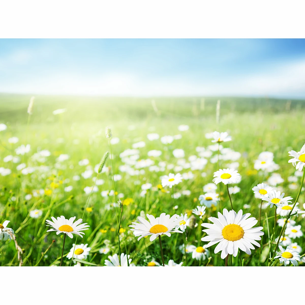 Allenjoy фотографический фон поле маргариток цветы Луг пейзаж ромашки Солнечный для