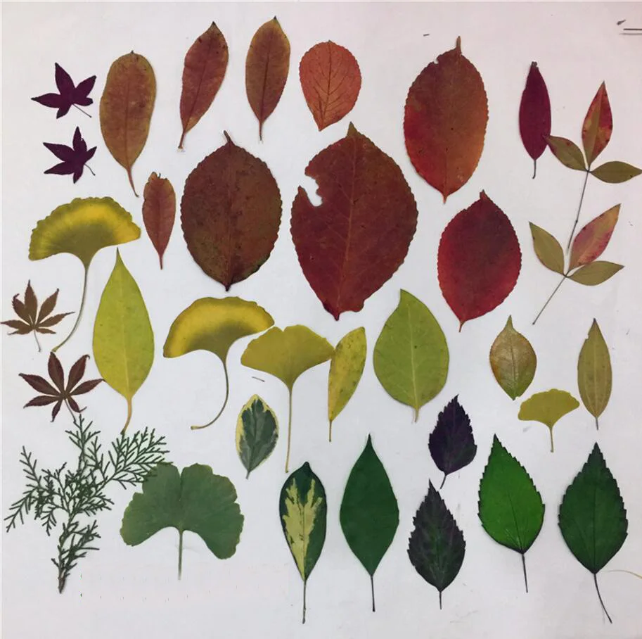30pcs Pressed Dried Mixed Leaf Leaves Plants Herbarium For Jewelry Postcard Phone Case Photo Frame Craft Making Ship By Random
30pcs Pressed Dried Mixed Leaf Leaves Plants Herbarium For Jewelry Postcard Phone Case Photo Frame Craft Making Ship By Random