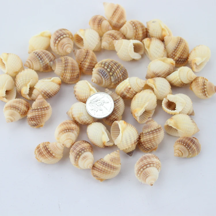 Hot new 2018 50PCS/LOT Natural conch shells screw shell diy yangtz fish tank piaochuang decoration sea conch
Hot new 2018 50PCS/LOT Natural conch shells screw shell diy yangtz fish tank piaochuang decoration sea conch