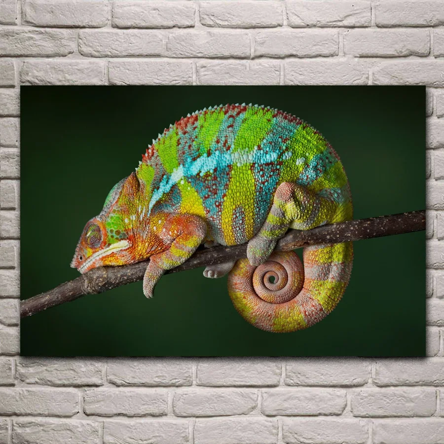 Animal reptile Chameleon color changing animal artwork fabric posters on the wall picture home art living room decoration MC115
Animal reptile Chameleon color changing animal artwork fabric posters on the wall picture home art living room decoration MC115