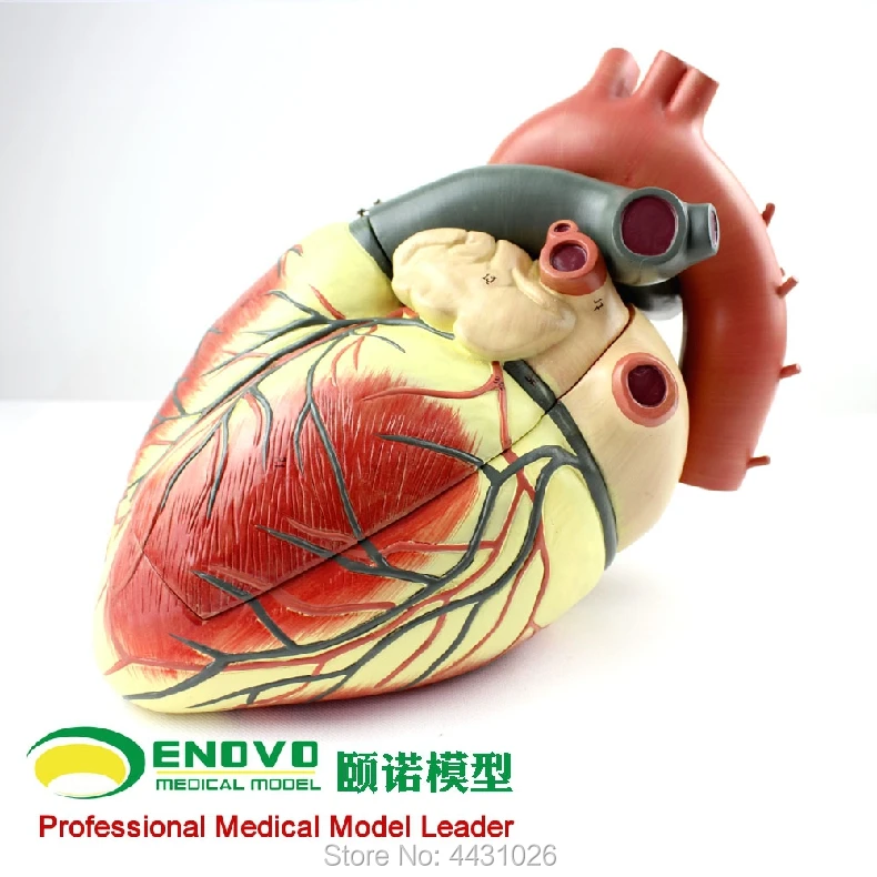 ENOVO Medical ultrasound human heart model cardiology ultrasound ultrasound model of cardiac cardiovascular anatomy
ENOVO Medical ultrasound human heart model cardiology ultrasound ultrasound model of cardiac cardiovascular anatomy