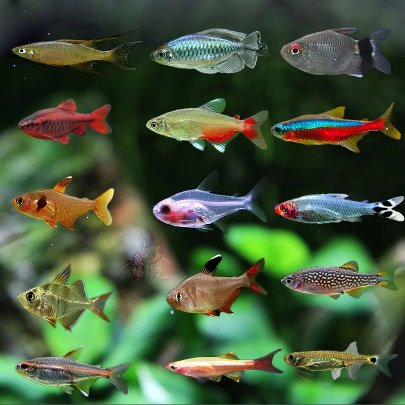 wholesale New brine shrimp flakes Aquarium Tank Extreme Light Brightening for Cichlids Peacock Snapper Betta guppy 150g
wholesale New brine shrimp flakes Aquarium Tank Extreme Light Brightening for Cichlids Peacock Snapper Betta guppy 150g