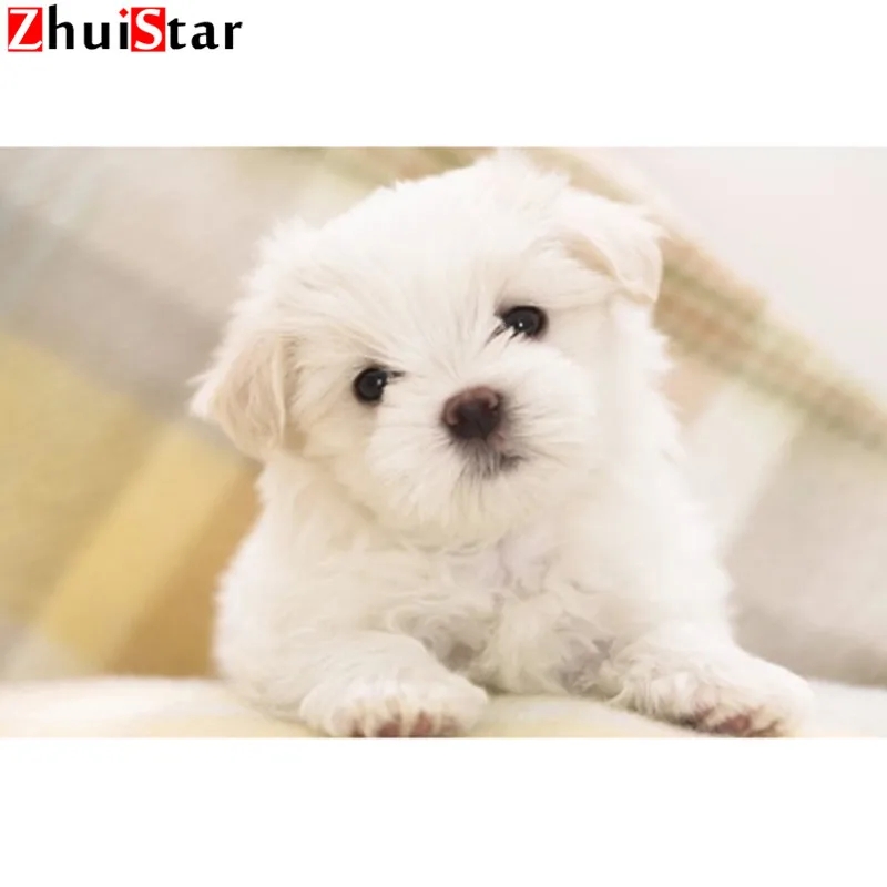 Square drill Diamond Embroidery White puppy 5D DIY Diamond Painting cross stitch Diamond Mosaic Bedroom Decor LWR
Square drill Diamond Embroidery White puppy 5D DIY Diamond Painting cross stitch Diamond Mosaic Bedroom Decor LWR