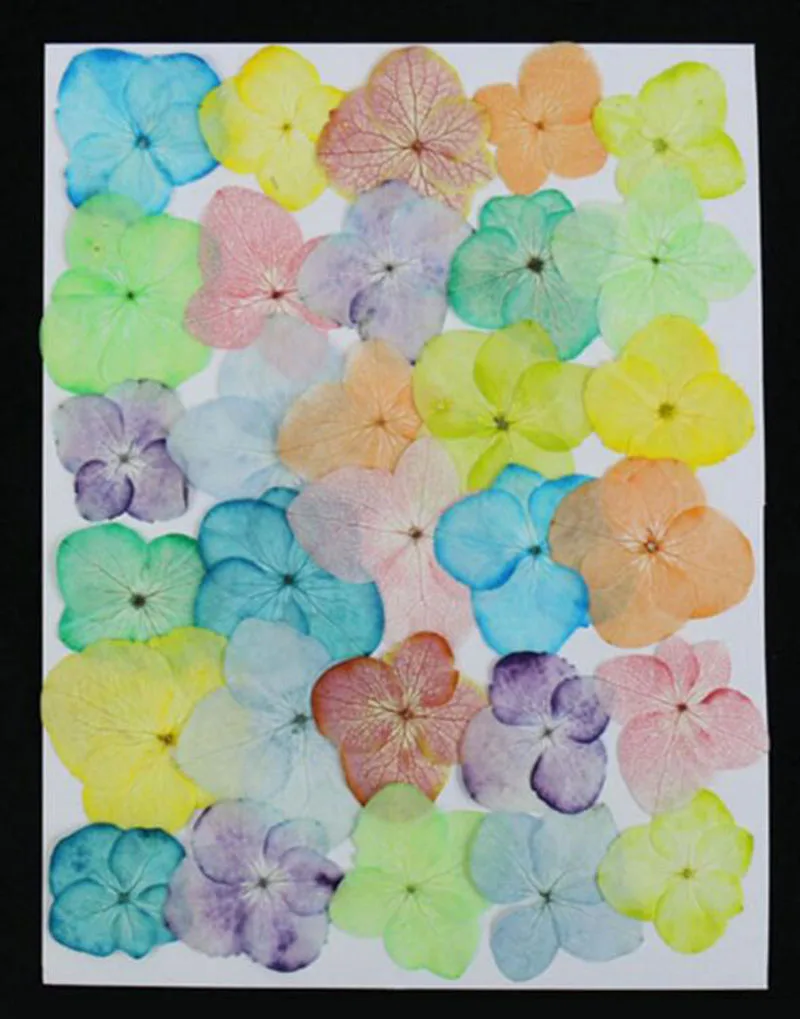120pcs Dried Pressed Gradient Colors Hydrangea Macrophylla Flower Plant Herbarium For Jewelry Bookmark Phone Case Scrapbook DIY
120pcs Dried Pressed Gradient Colors Hydrangea Macrophylla Flower Plant Herbarium For Jewelry Bookmark Phone Case Scrapbook DIY