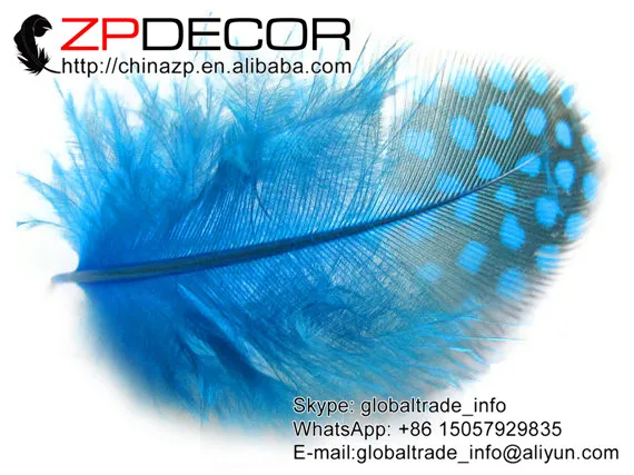 ZPDECOR Hen Feathers Factory 500pcs/lot High Quality Turquoise Blue Guinea Hen Plumage Feathers
ZPDECOR Hen Feathers Factory 500pcs/lot High Quality Turquoise Blue Guinea Hen Plumage Feathers