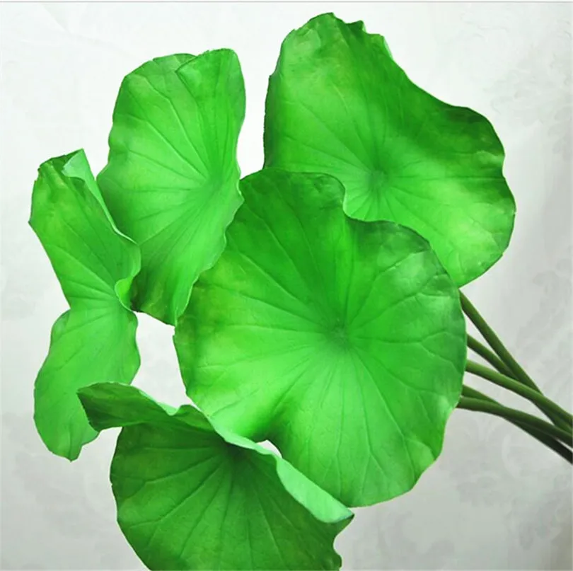 5pcs Green Lotus Leaf 60cm Long stem Leafs Simulated Water Lily Flower Leaves for Home Party Decoration Floral Arrangement Part
5pcs Green Lotus Leaf 60cm Long stem Leafs Simulated Water Lily Flower Leaves for Home Party Decoration Floral Arrangement Part