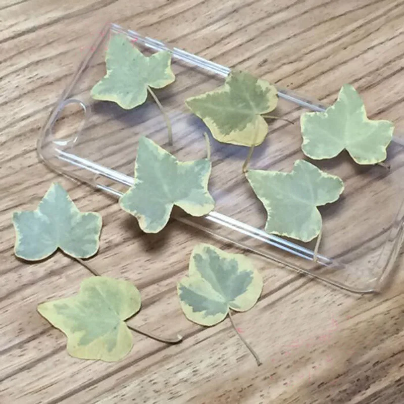 120pcs Pressed Dried Ivy Leaf Leaves Plant Herbarium For Jewelry Postcard Invitation Card Phone Case Making Accessories
120pcs Pressed Dried Ivy Leaf Leaves Plant Herbarium For Jewelry Postcard Invitation Card Phone Case Making Accessories