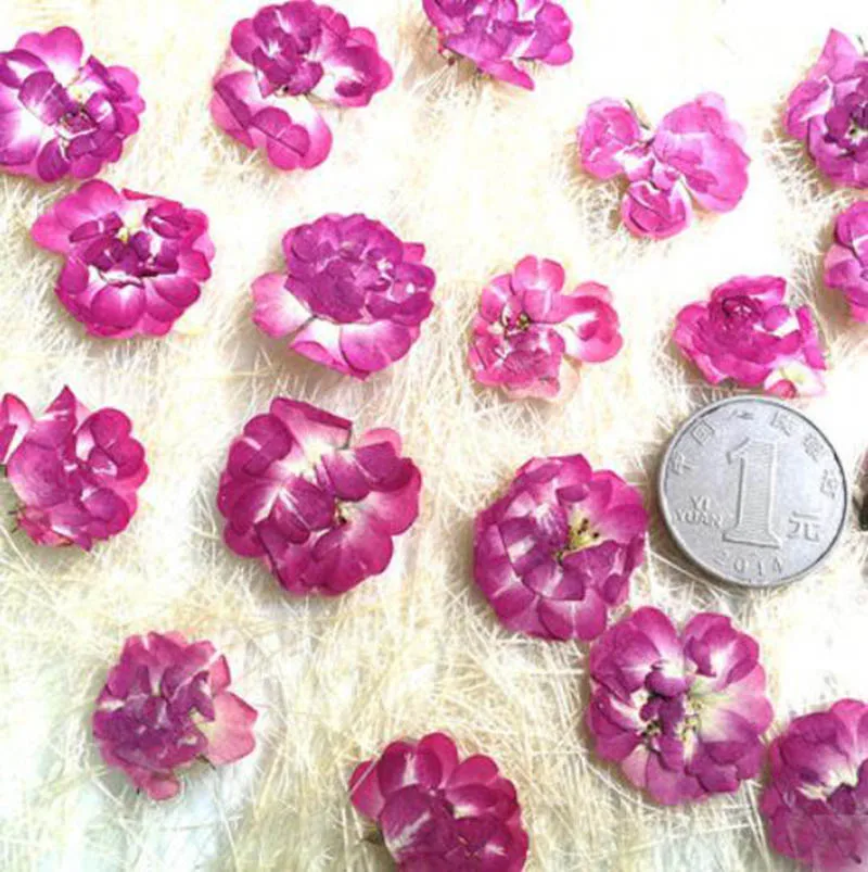 100pcs Pressed Dried Purple Rose Flower Plant Herbarium For Jewelry Postcard Invitation Card Phone Case Bookmark Making DIY
100pcs Pressed Dried Purple Rose Flower Plant Herbarium For Jewelry Postcard Invitation Card Phone Case Bookmark Making DIY