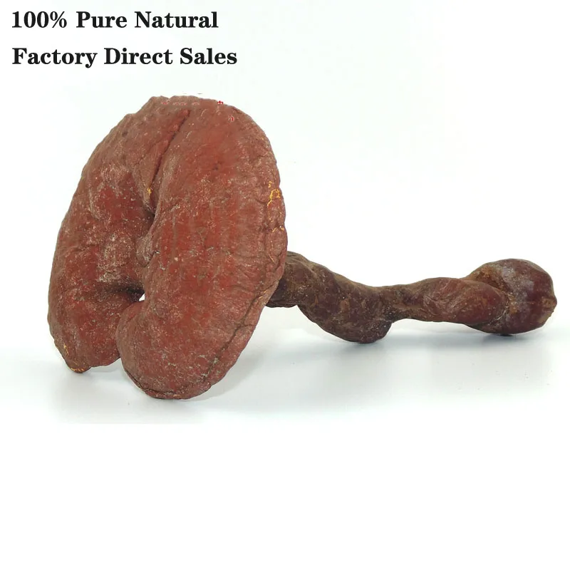 Red Ganoderma Lucidum A дикий Эвкалипт в горе Чанбай может лечить такие заболевания как
