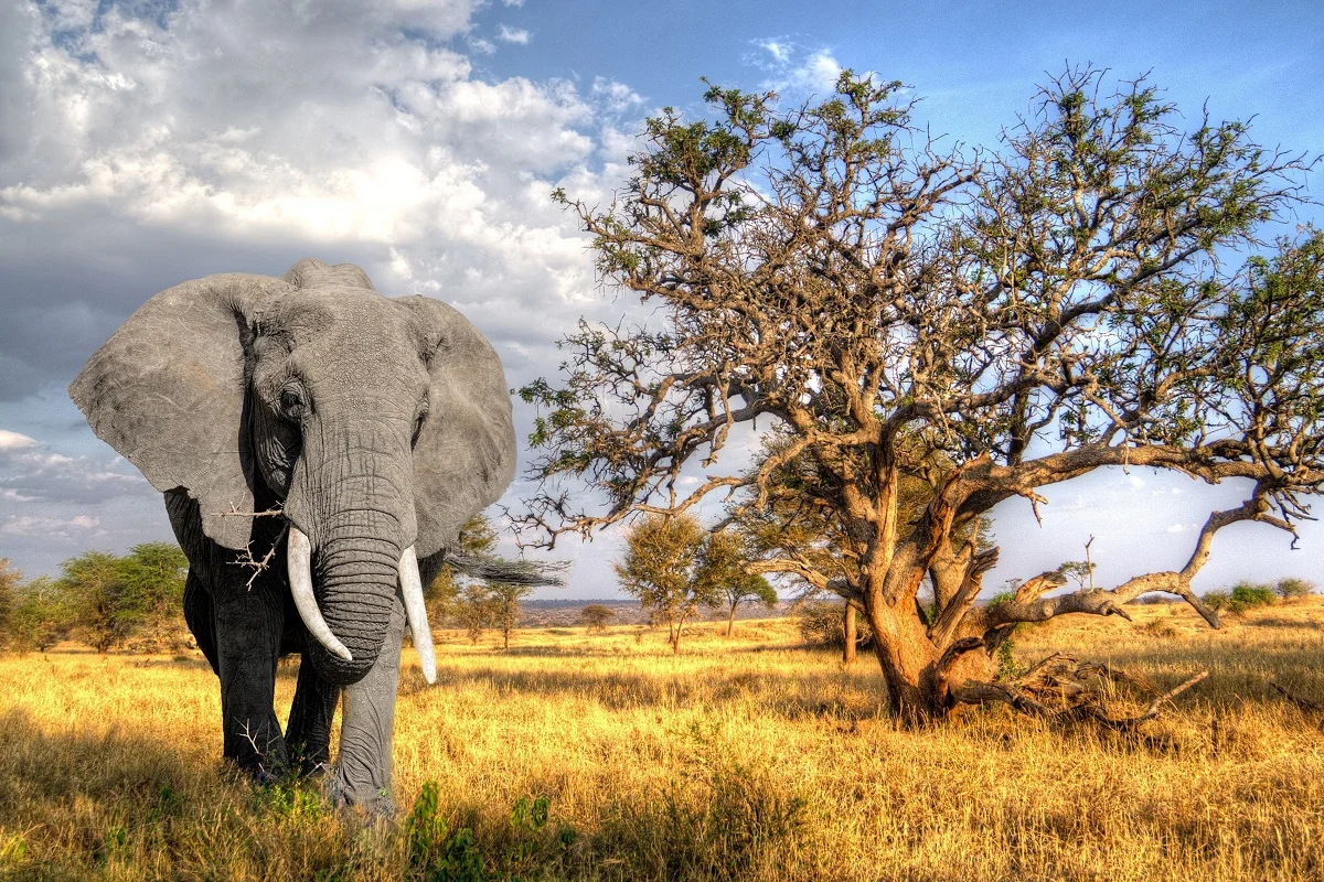 Elephant in the nature PMD621 фотообои для декора комнаты, украшение для дома (рамка в наличии)
Elephant in the nature PMD621 фотообои для декора комнаты, украшение для дома (рамка в наличии)