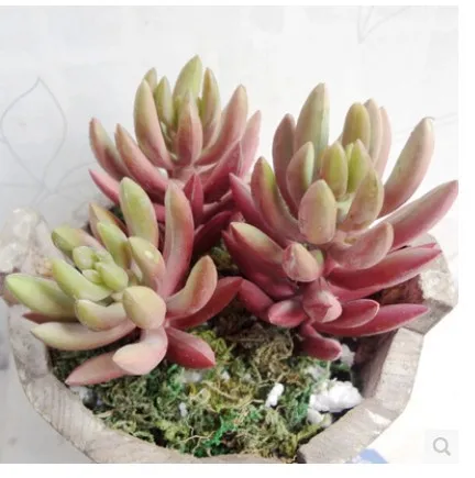 (5 pcs/lot) High quality snow lotus meat simulation succulents DIY plastic artificial plnats decorative flowers
(5 pcs/lot) High quality snow lotus meat simulation succulents DIY plastic artificial plnats decorative flowers
