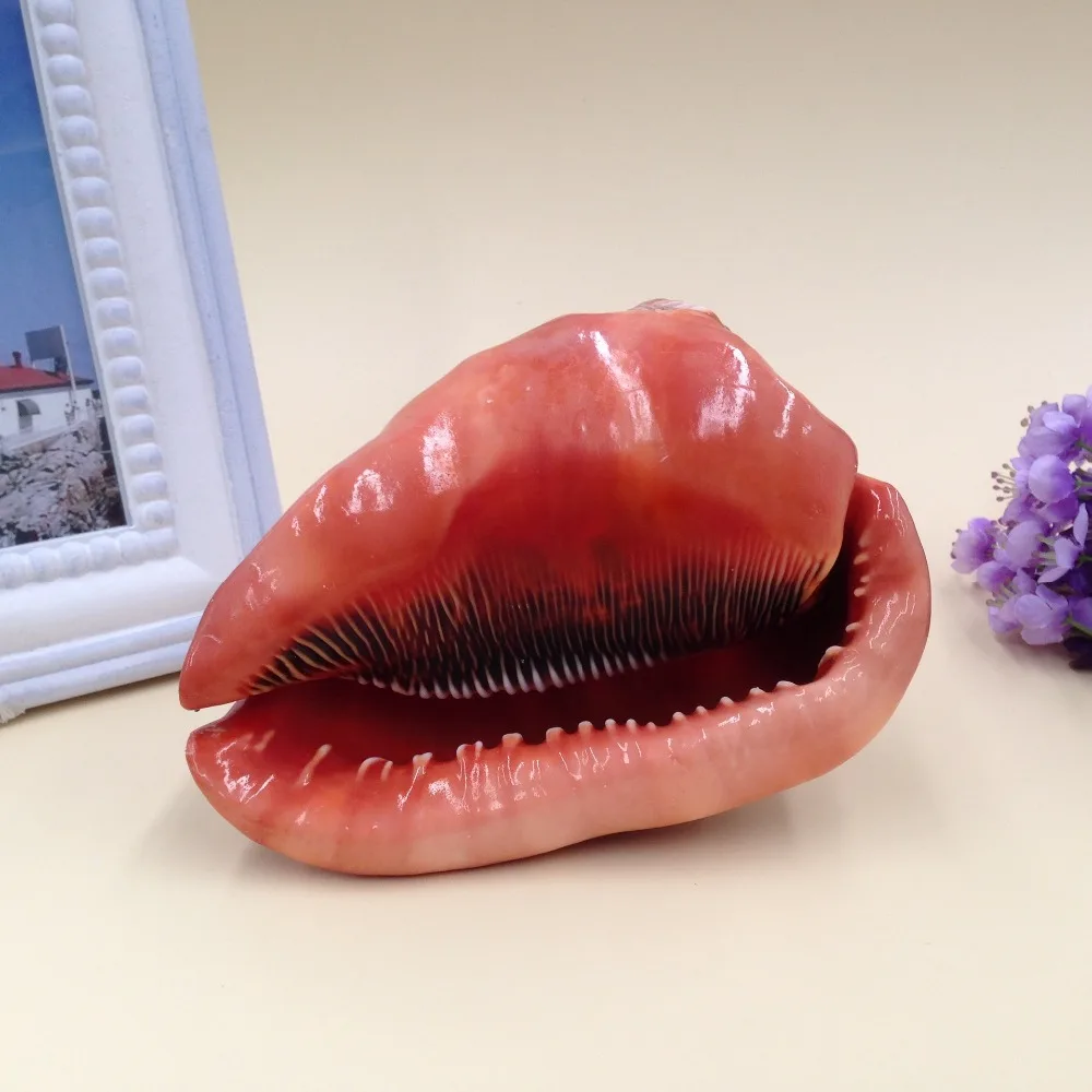 Free Shipping(1pcs/lot)Bull's-mouth Helmet Natural Shell & Conch Home Decoration Aquarium Landscaping Shell Ornaments
Free Shipping(1pcs/lot)Bull's-mouth Helmet Natural Shell & Conch Home Decoration Aquarium Landscaping Shell Ornaments